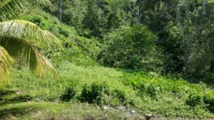 Property For Sale in Ojochal Costa Rica