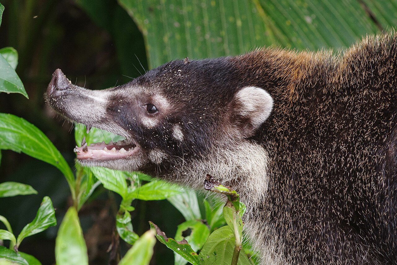 The characteristic snout-like nose of a Pizote.