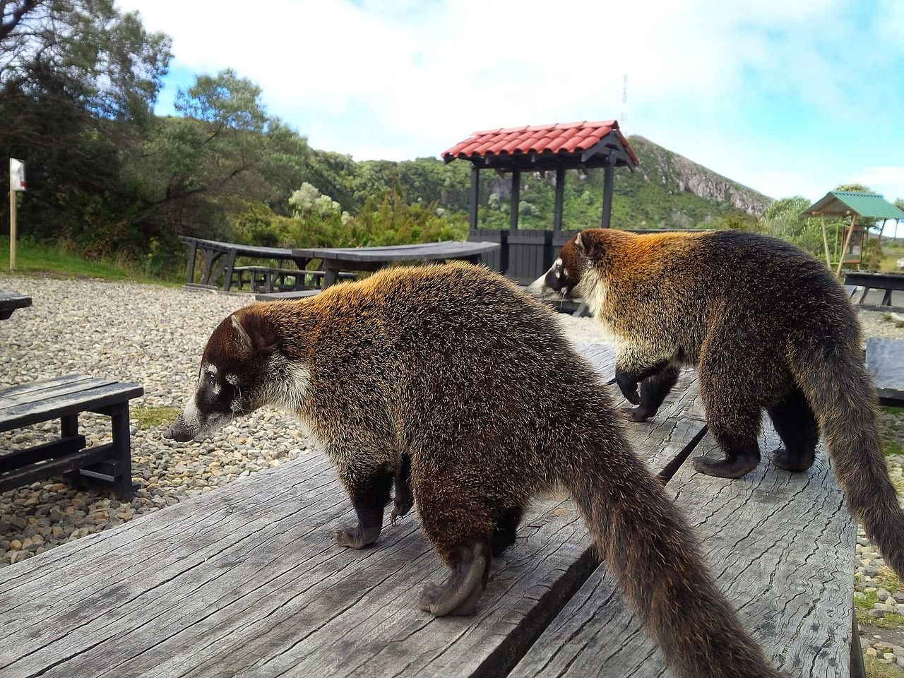 Pizote surveying a Costa Rican picnic area. 