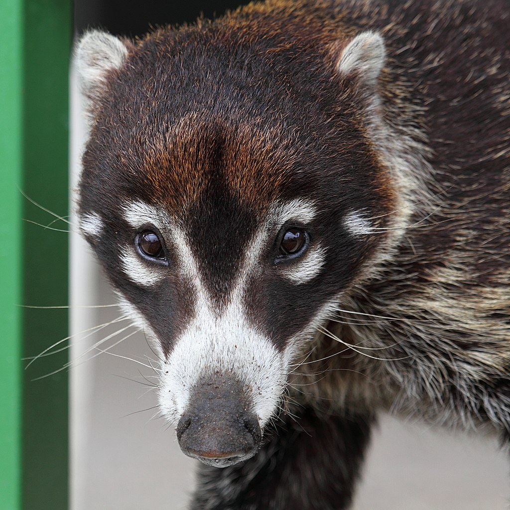 Coati, or Pizote as they are known in Costa Rica. 