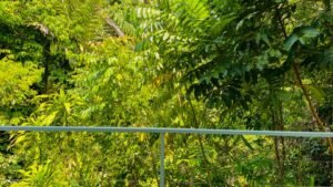 House for sale in Uvita Costa Rica