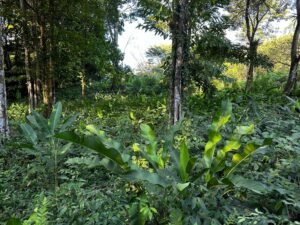 Image 2024-01-24 at 1.39.16 PM (3)