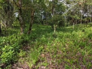 PRIME LOCATION! 2,86 Acres, Ready to Build, Easy Access (10)