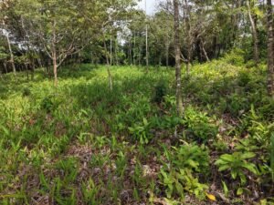 PRIME LOCATION! 2,86 Acres, Ready to Build, Easy Access (11)