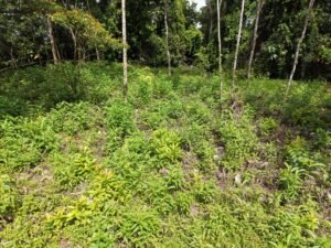 PRIME LOCATION! 2,86 Acres, Ready to Build, Easy Access (15)
