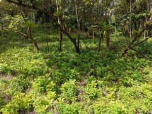 PRIME LOCATION! 2,86 Acres, Ready to Build, Easy Access (5)
