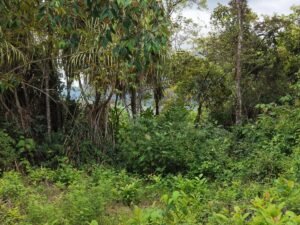 PRIME LOCATION! 2,86 Acres, Ready to Build, Easy Access (8)
