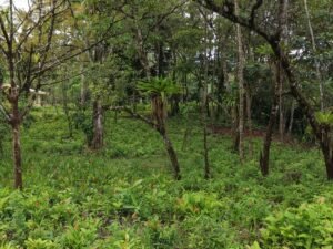 PRIME LOCATION! 2,86 Acres, Ready to Build, Easy Access (9)