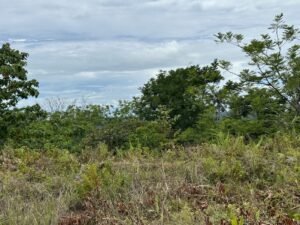 Photo 6-6-24, 12 16 03