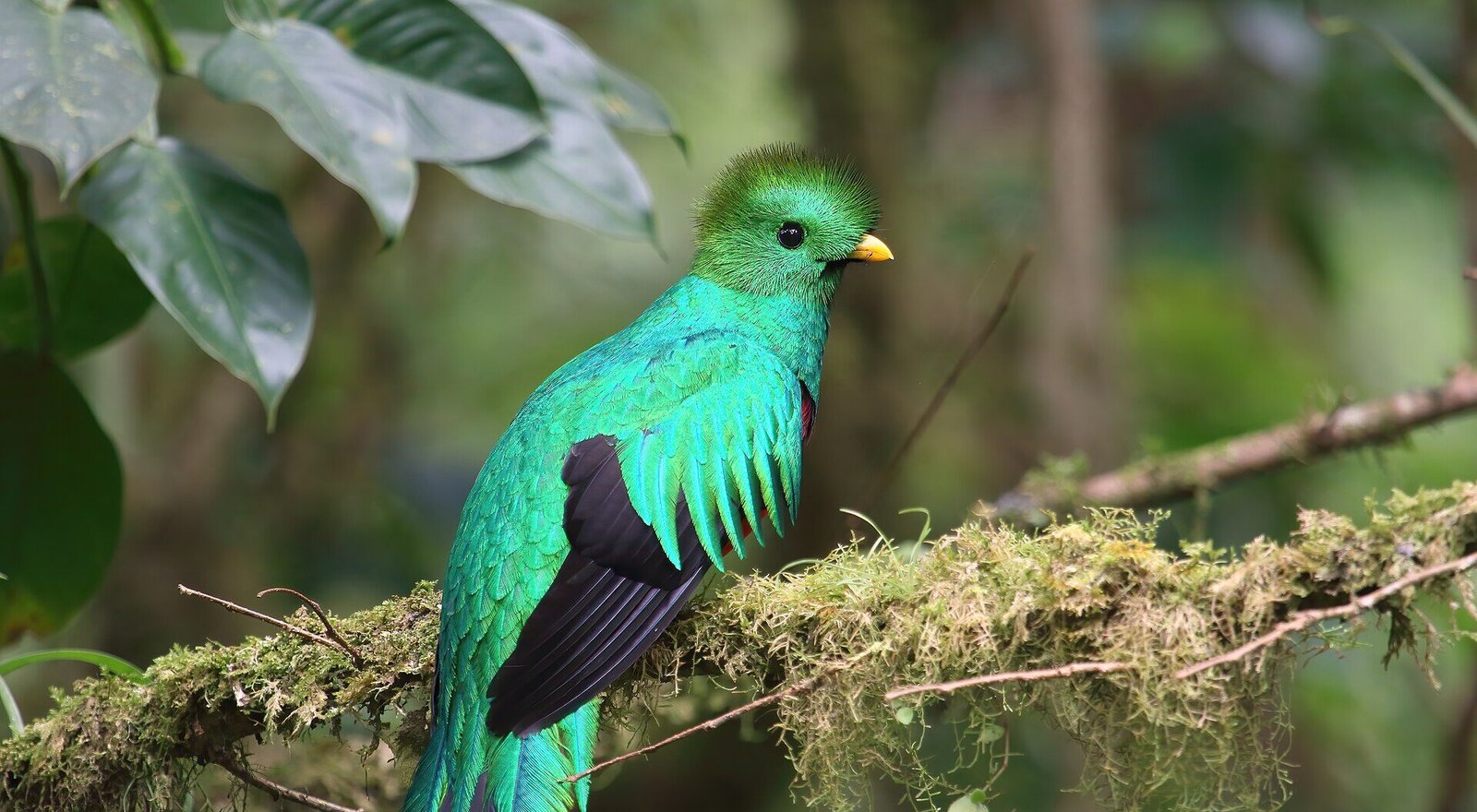 The Resplendent Quetzal