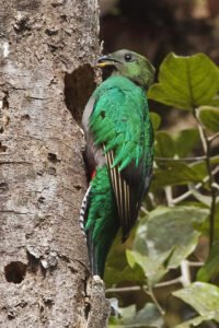 A female Quetzal in front of a nest hole.