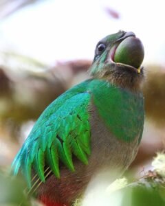 A female Quetzal with a wild avocado. You can tell it is a female by the dull belly, in males the belly is bright red.