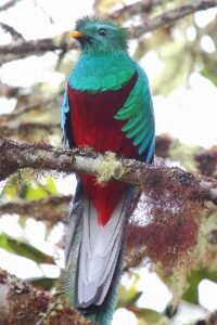 The red belly of the Quetzal.