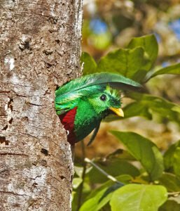 A male peeking form his nest.