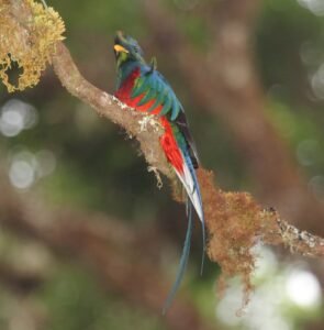 A male Quetzal, photographed in Costa Rica.