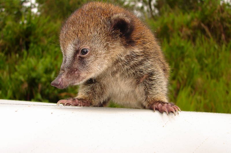 A baby Pizote.