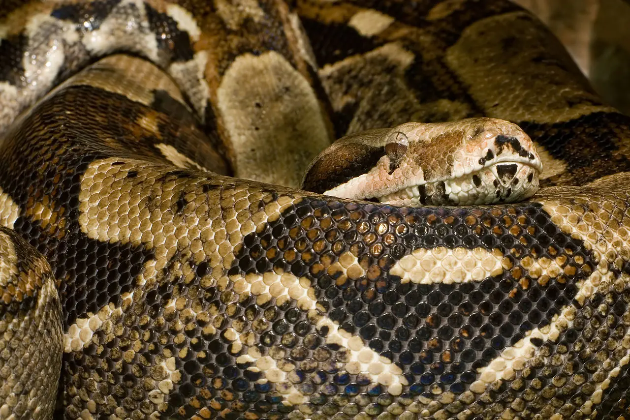 Our Beautiful Boa Constrictor