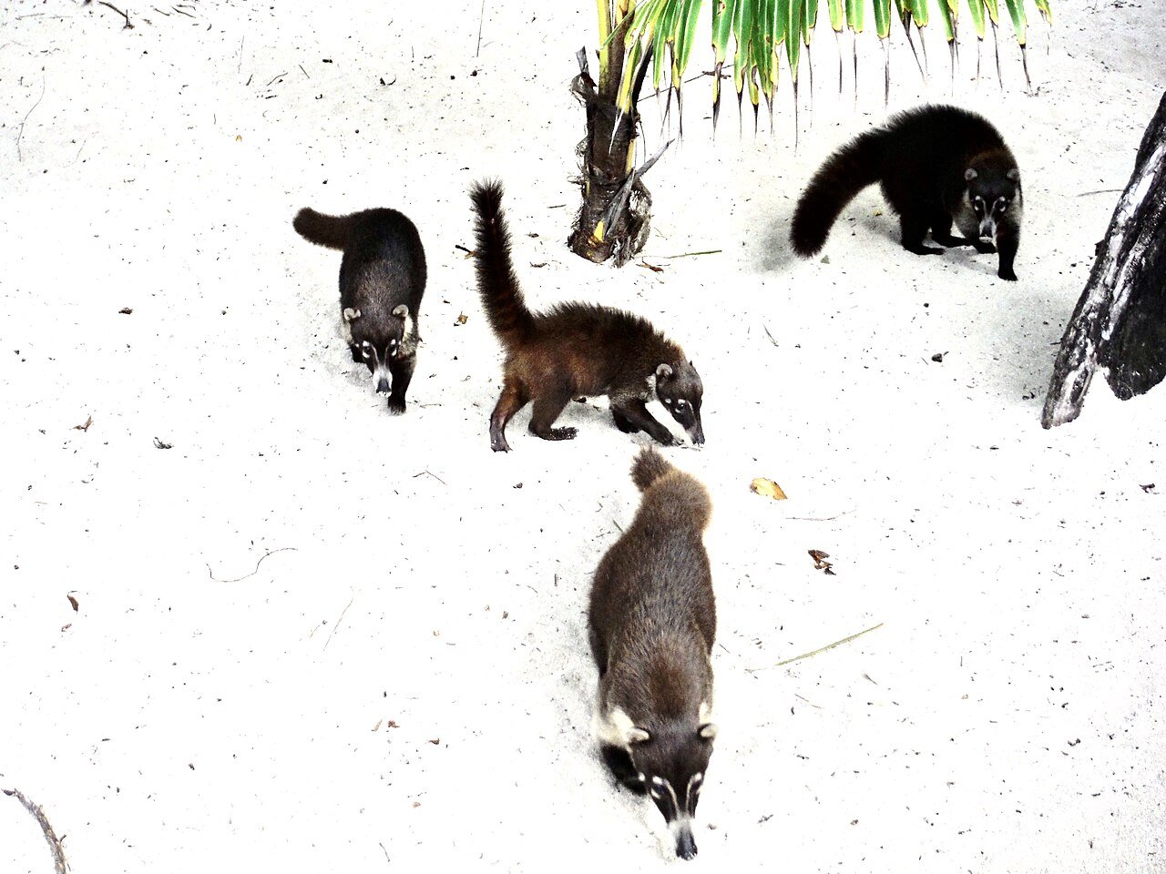 The endangered Cozumel Coati.