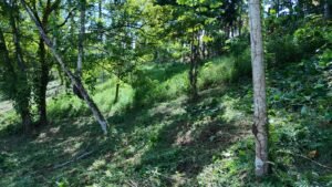 dji_fly_20230930_090350_0124_1696086880342_photo