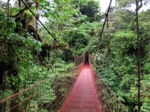 Monteverde Cloud Forest Reserve in Costa Rica - a great place for Quetzal-spotting.