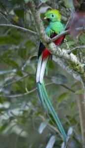 The Resplendent Quetzal is well-deserving of the name!