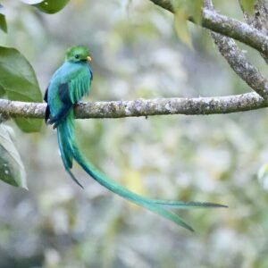 A male Quetzal with his impressive tailfeathers. 