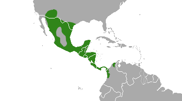 Pizote (White-Nosed Coati) range.