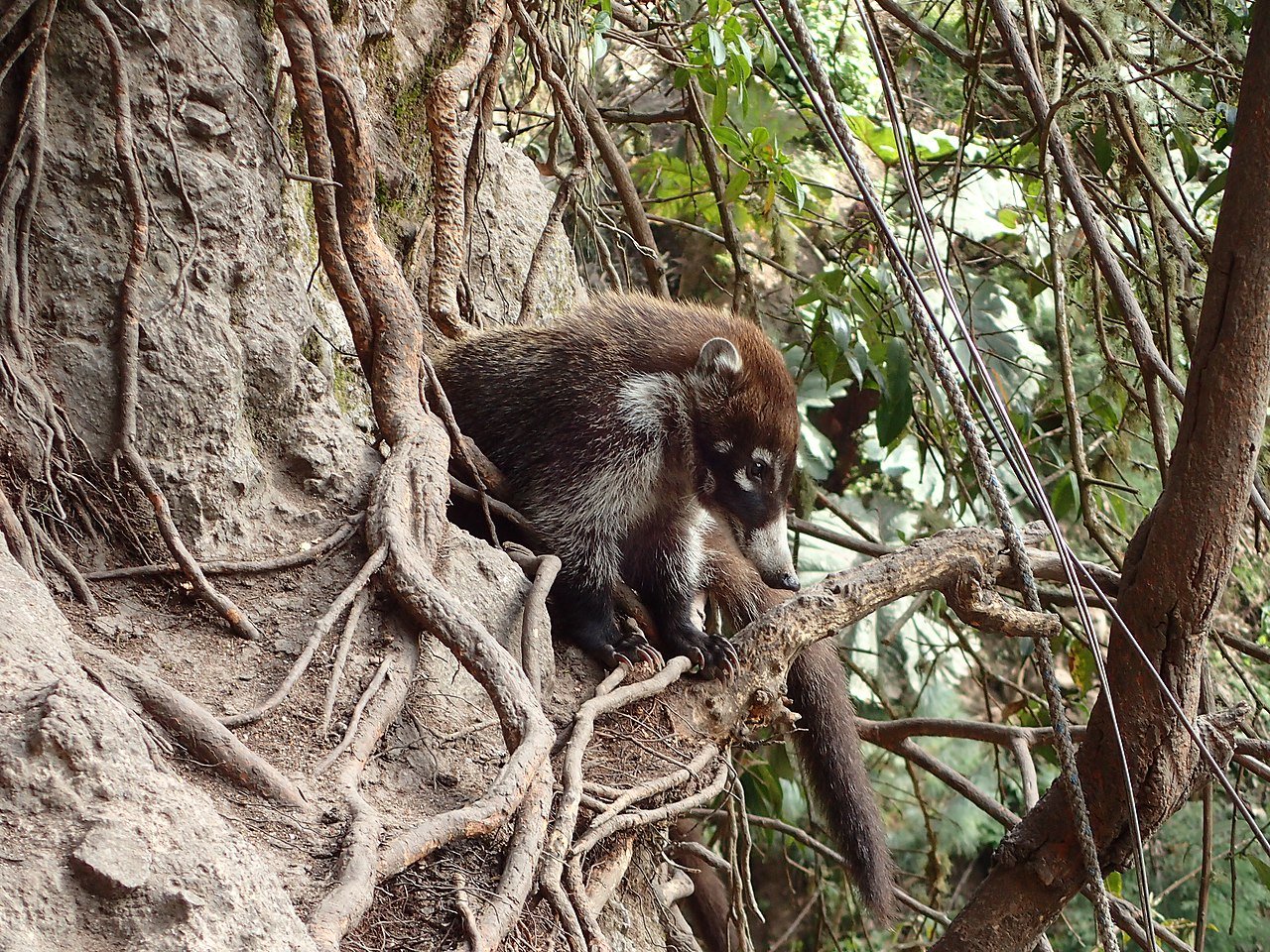 Pizotes are just as comfortable in the high trees as they are on the ground. They are known as an efficient pollinator of the Balsa tree. 