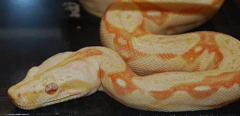 An albino Boa, a very common pet trade breed. 