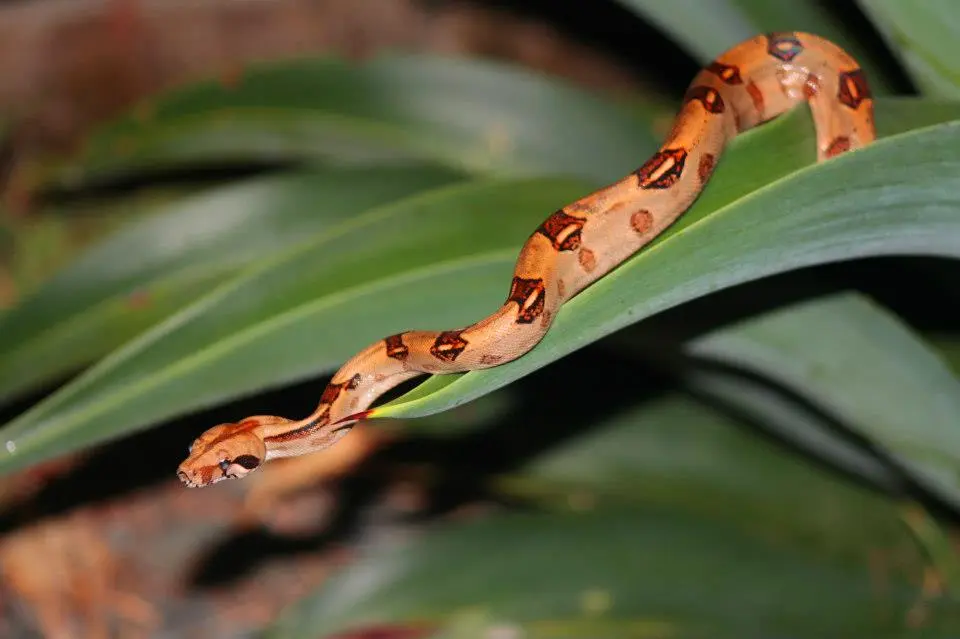 A baby Boa photographed by Ben.