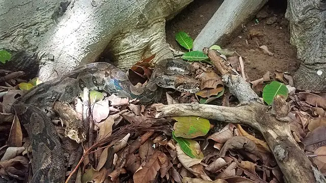 A Boa Constrictor camouflaged in leaf matter. 