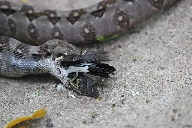 A Boa feasting on a bird.