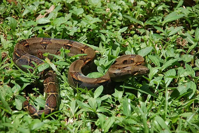 A young Boa in Puerto Viejo, Costa Rica. 