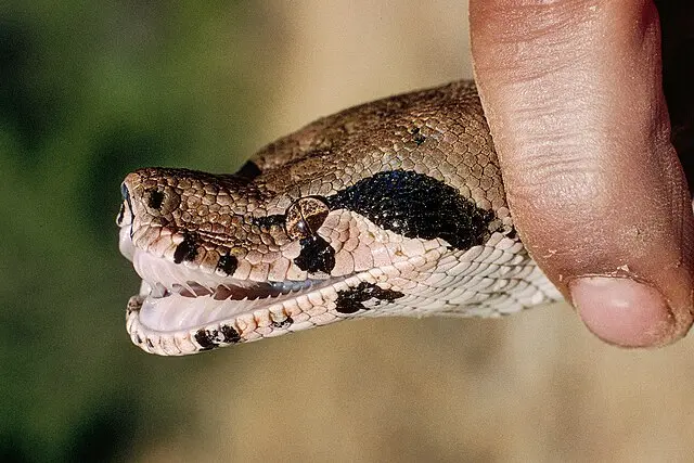 The numerous backward-facing teeth of a Boa. 