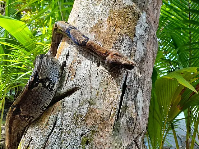 Boa Constrictor climbing a tree.