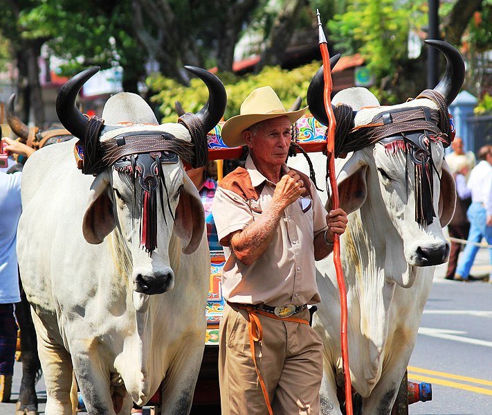 A Boyero in traditional garb, together with a pair of dress Oxen. c/o wikicommons.