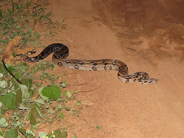 A Boa crossing a road - this is how you are most likely to encounter these snakes in our local area. 