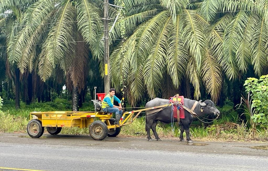 Modern Oxcart being used for work around the Parrita palm oil plantations. 