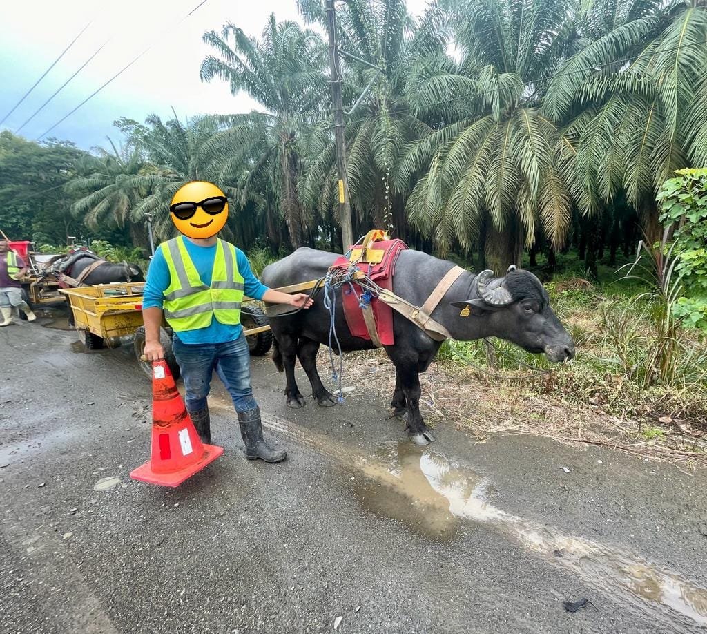 Modern Oxcart being used for work around the Parrita palm oil plantations. 