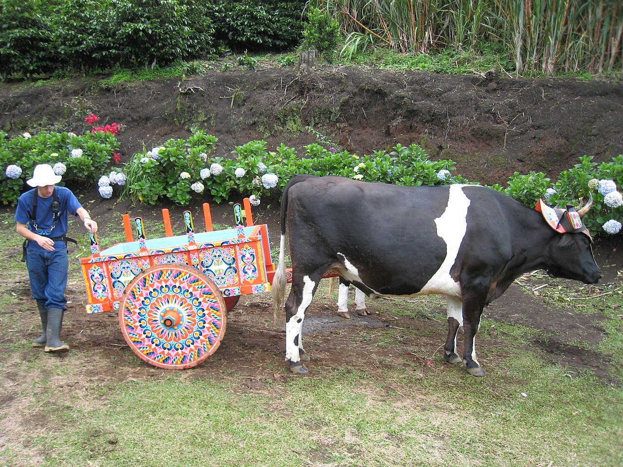 Oxcarts – A National Symbol of Costa Rica