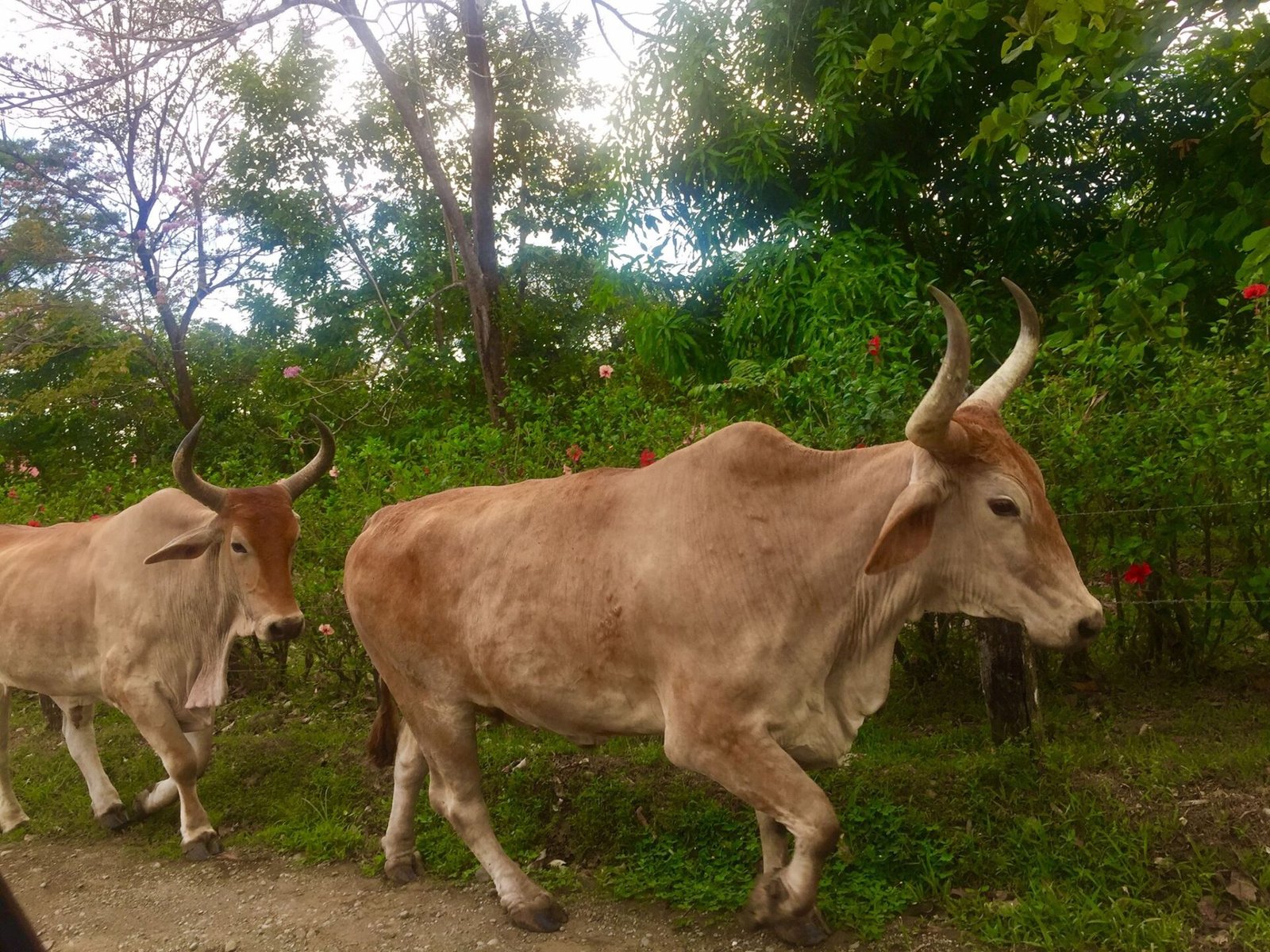 Oxen near Ojochal, Costa Rica.