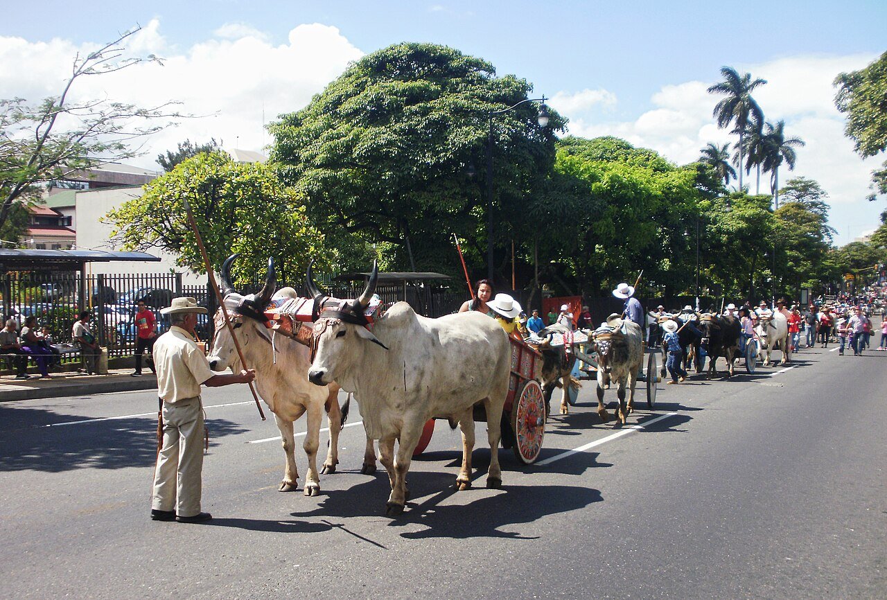 Preparations for the Oxcart parade. c/o wikicommons.