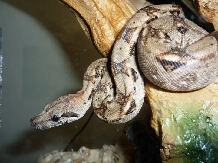 A pet Boa.