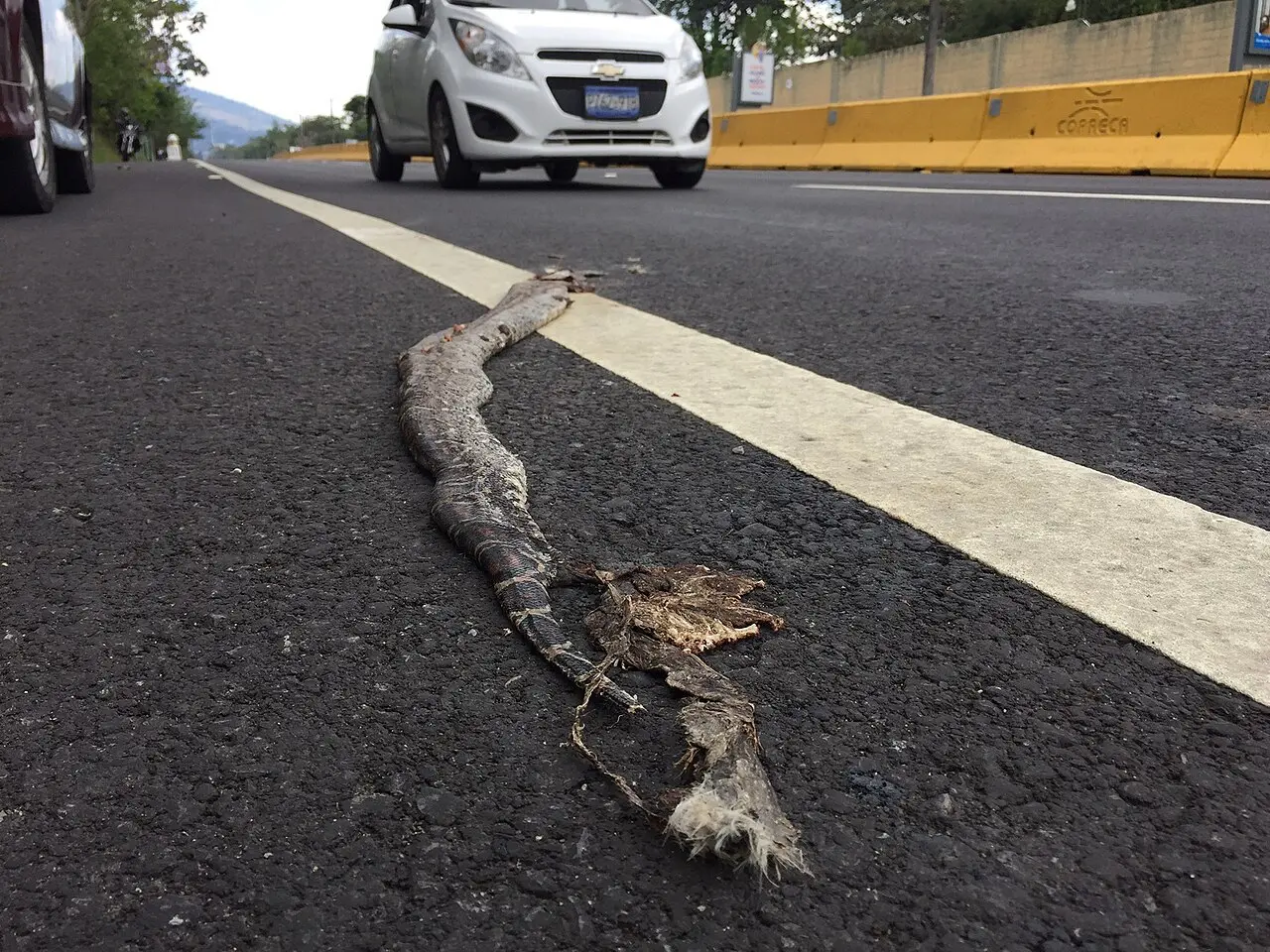 The large Boas are especially vulnerable when crossing roads - be it busy highways or dusty back-roads. 