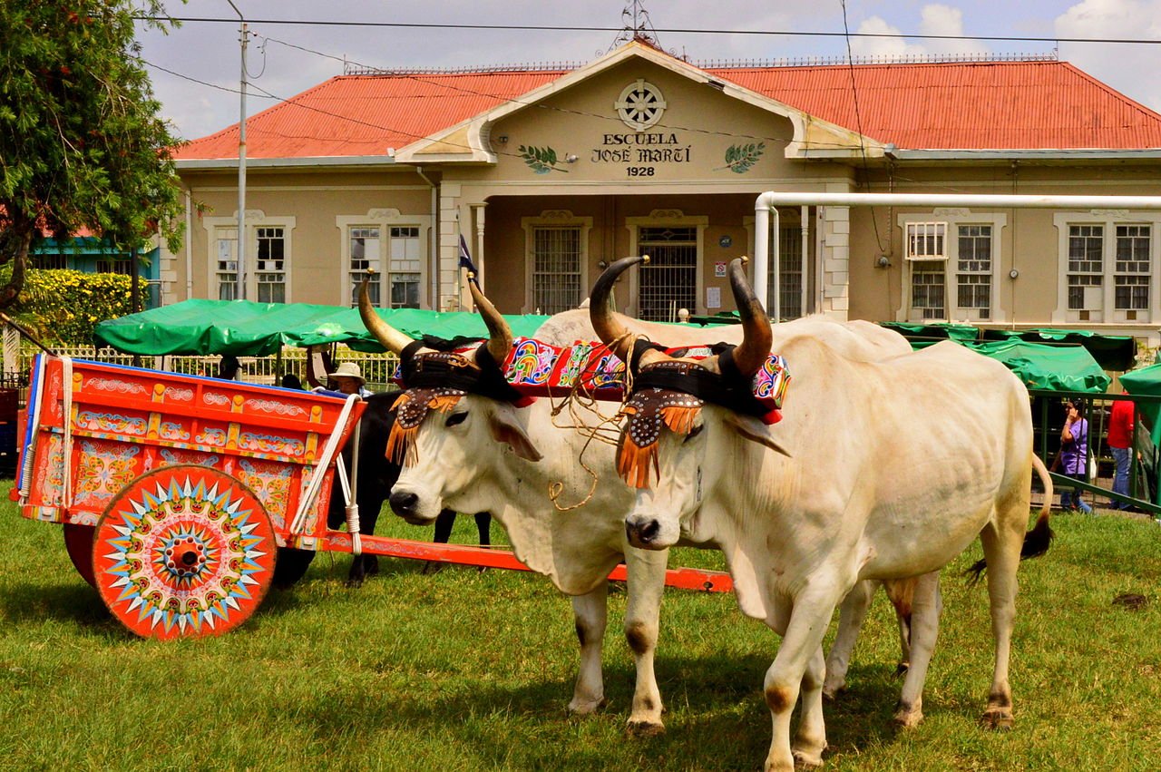 An Oxcart festival in San Isidro de Heredia. c/o wikicommons.