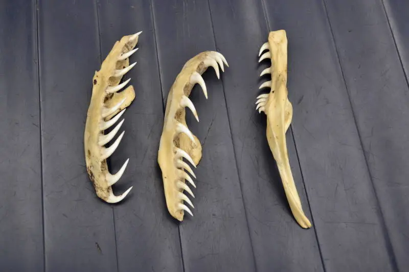 The jaws of a Boa, highlighting the teeth. c/o wikicommons.