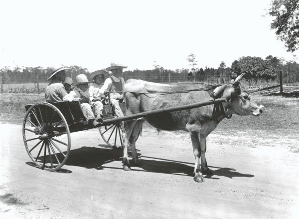 A typical oxcart that would have been used by the Spanish settlers and Boyeros. This design has proven to be grossly inadequate for Costa Rica's weather, climate, and early roads. c/o wikicommons.