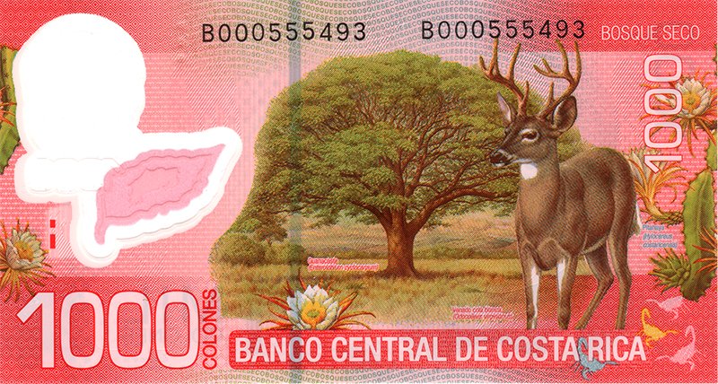 A 1,000 Colon note featuring the White Tailed Deer. c/o BCCR.