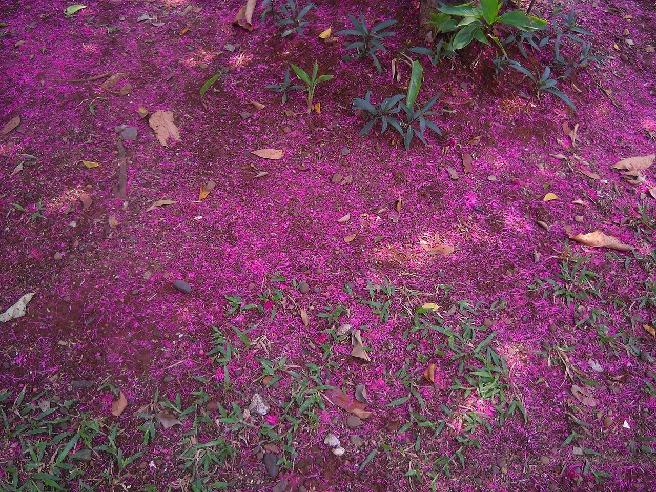 Manzana de Agua flowers littering the ground - a common sight in our area. c/o wikicommons. 