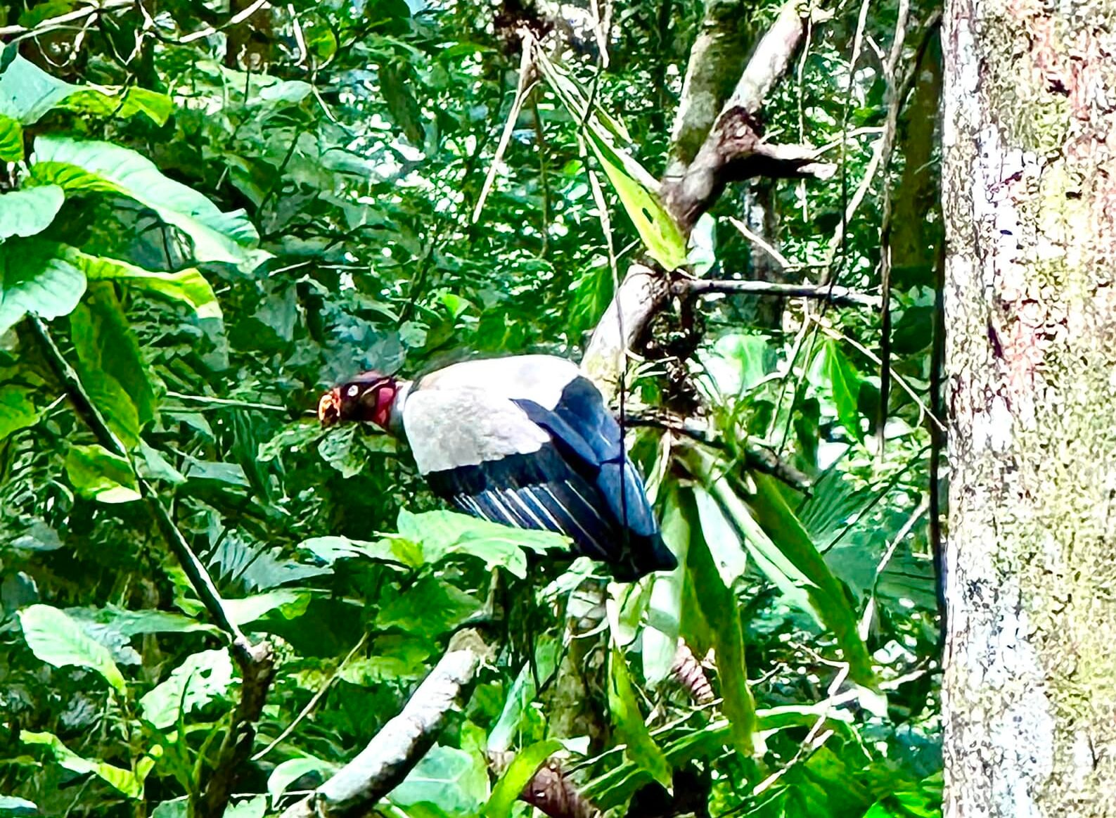 A King Vulture photographed by Ben in the thicks of the forest near UVITA.